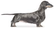 dachshund dog in standing profile