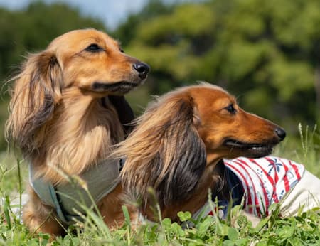 two dachshunds lying in lush greenery outside in profile