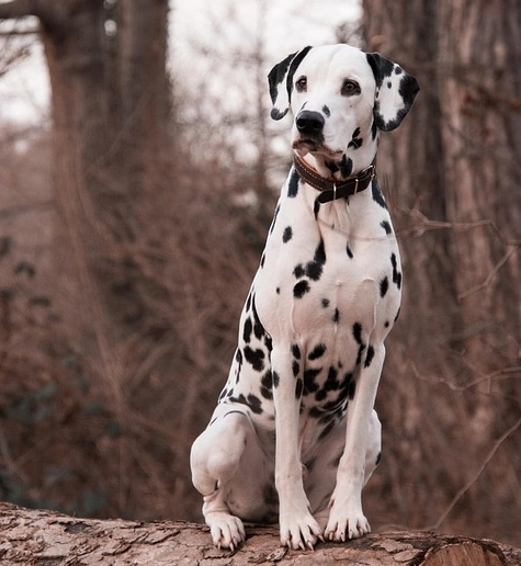 dalmatian standing in wooded setting dalmatian standing in wooded setting