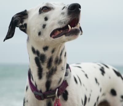Dalmatian dog outside in beach area