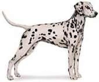 Standing Dalmatian Dog Illustration dalmatian dog standing illustration