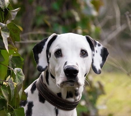 dalmatian dog head and shoulders in leafy setting dalmatian dog head and shoulders in leafy setting