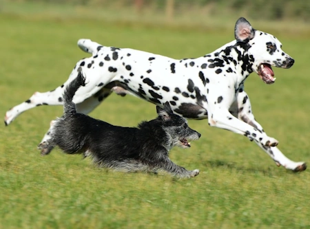 dalmatian running through a field with a small dog dalmatian running through a field with a small dog