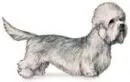 Dandie Dinmont Terrier illustration
