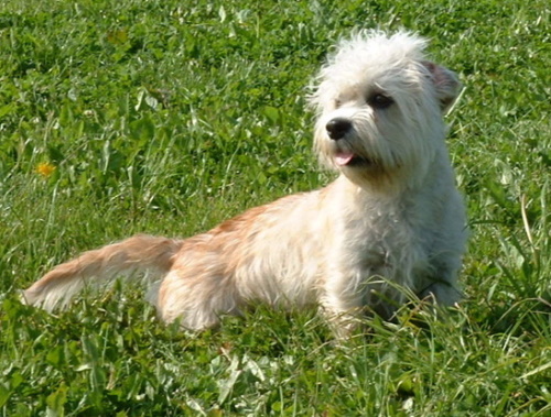 Dandie Dinmont Terrier in the grass