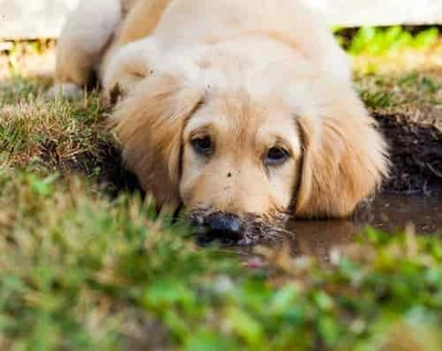 Puppy looking muddy after digging in the grass. Puppy looking muddy while digging in the grass