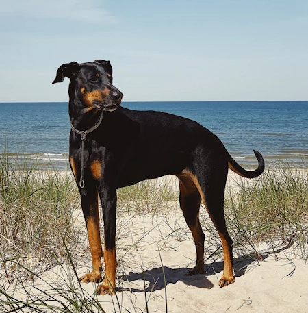 Doberman sitting on a sandy beach next to the ocean