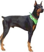 Doberman Pinscher Standing Doberman Pinscher standing in profile against white background