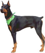 Doberman Pinscher