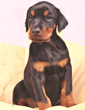 Doberman puppy sitting