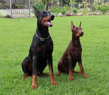 Doberman dogs adult and young