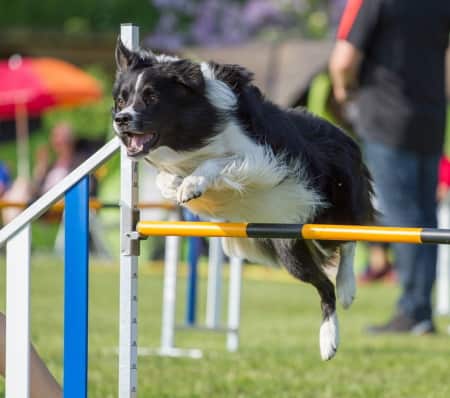 cattle dog jumping hurdles in agility competition