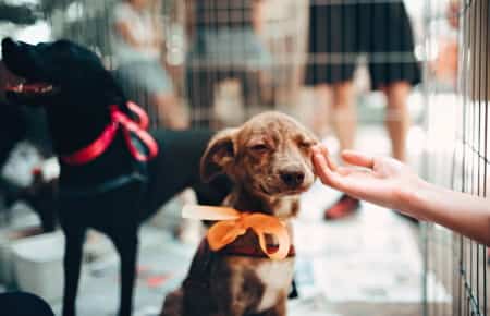 dogs for adoption at shelter