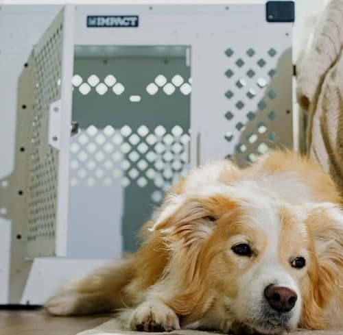 dog lying down outside a white dog crate dog lying down outside a white dog crate