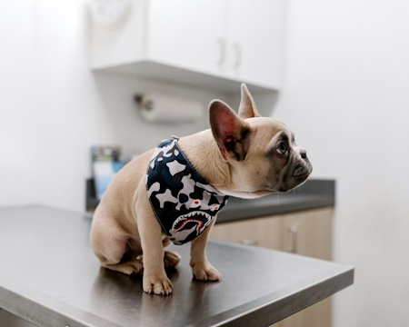 Dog Sitting In Vet's Exam Room dog sitting on counter in vet's office