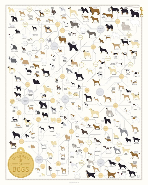 dog breed infographic
