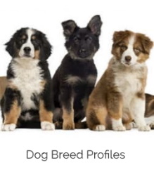 three dog sitting next to each other