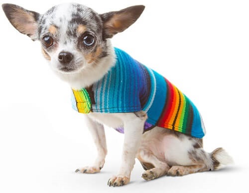 colorful dog poncho