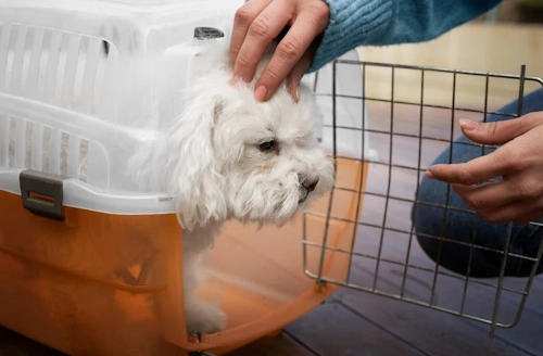 Dog standing at the opening of his Crate With a Person Gently Touches his Head dog at crate door opening with person gently touching his head