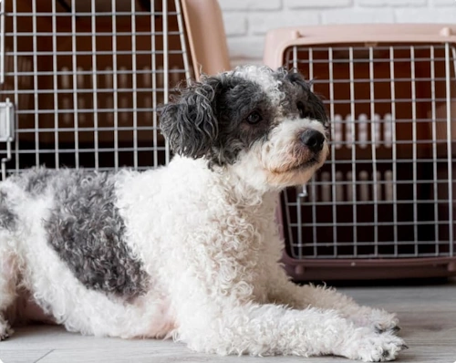 Cute Black and White Dog Lying Down in Front of Dog Crates cute black and white dog lying down looking calm in front of two dog crates