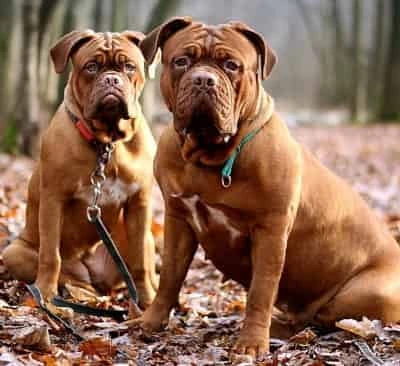 Two Dogue de Bordeaux mastiffs sitting together outside in wooded area Two Dogue de Bordeaux mastiffs sitting together outside in wooded area