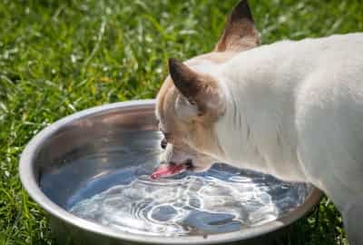 Small dog drinking water from big bowl dog drinking water