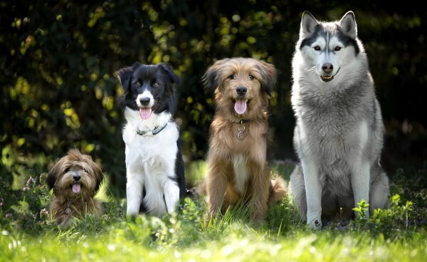 Four different breed dogs sitting in the grass four dogs of different breeds sitting in the grass