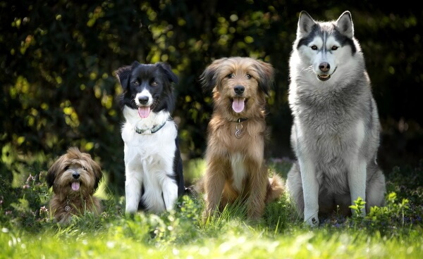 four dogs of different breeds sitting in the grass