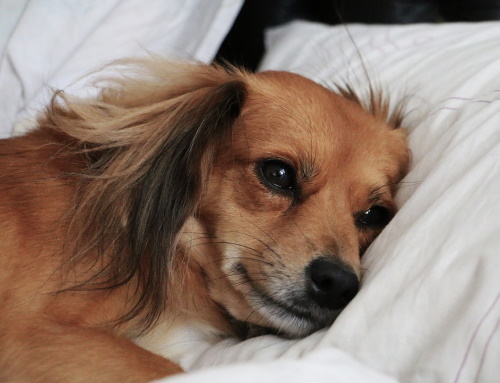 Dog Resting on Pillow dog in bed