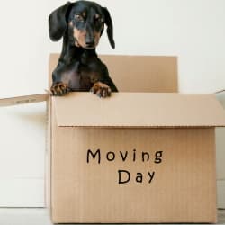 moving with your dog