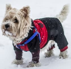 small dog in the snow