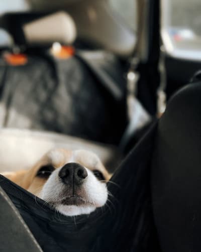 dog in car looking over the back seat at the camera