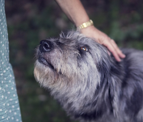 Dog Looking Up At Person dog looking up at person with hand on his head
