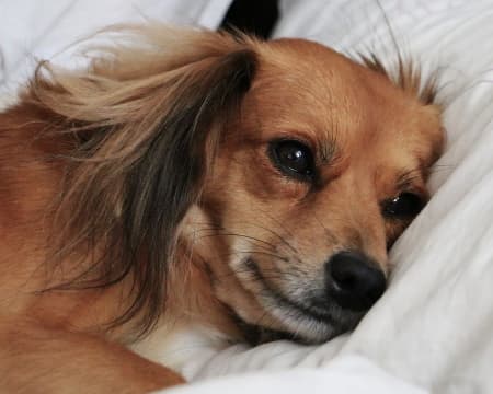 small tan colored dog lying down on a white bed pillow