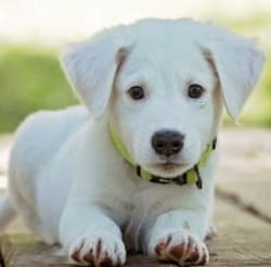 white dog lying down