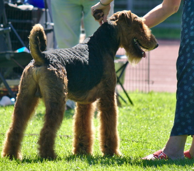 welsh terrier at dog show
