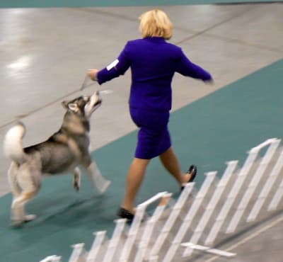 dog being shown by woman handler in the ring at dog show