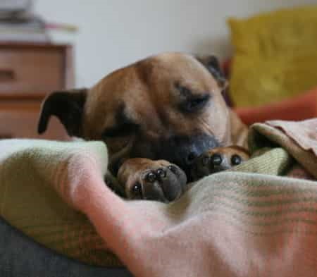 Dog Sleeping On Couch dog sleeping