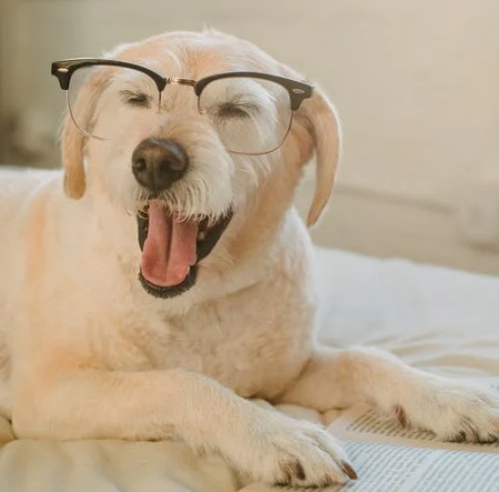 dog wearing glasses while sneezing