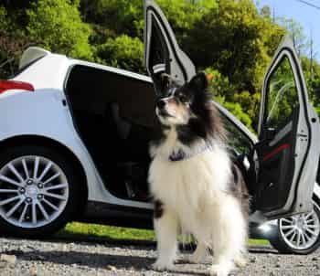 dog sitting by car