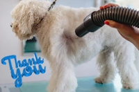 Dog Thank You For Grooming. dog thank you note
