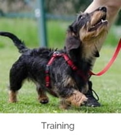 dog paying attention while being walked on a leash