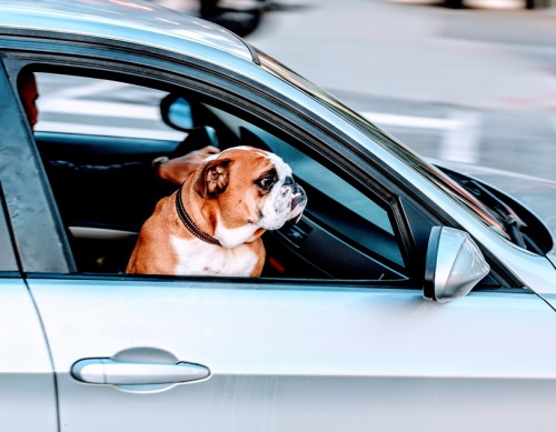 bulldog in front seat car window