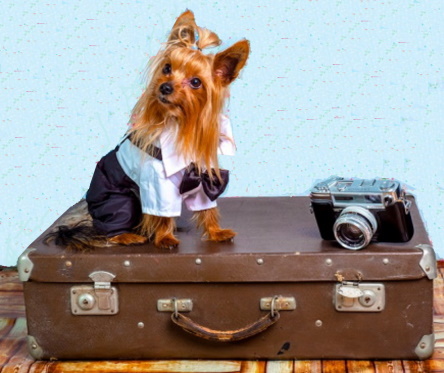 Yorkshire terrier sitting on suitcase ready for travel