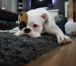 dog lying down on rug