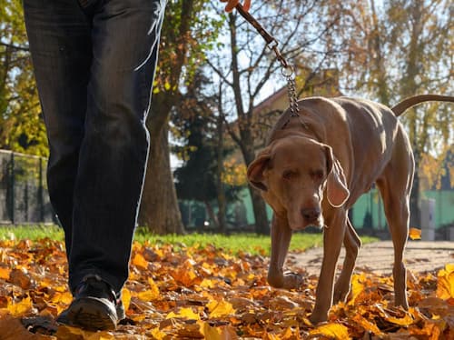 dog being taken for a walk among fallen leaves
