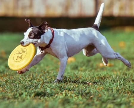 Dog Running With Frisbee dog running through the grass with frisbee