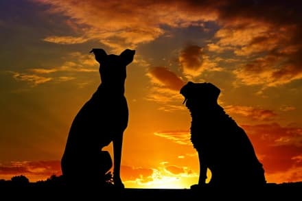 dogs sitting at sunset