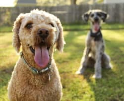 dogs looking overheated