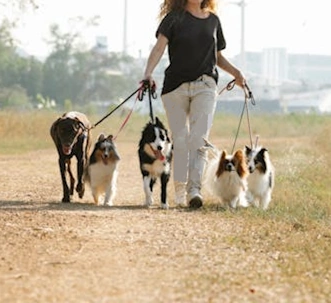 Dogs Enjoying a Walk dogs being walked on sandy pathway